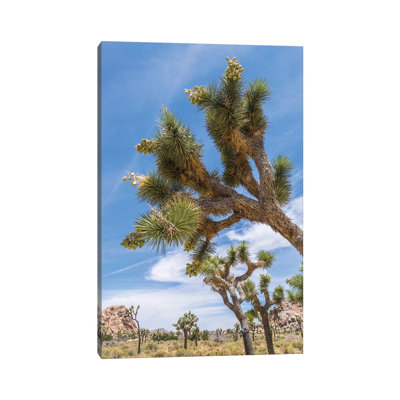 Lovely Joshua Tree National Park by Melanie Viola - Wrapped Canvas Print