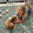 Goldene Animal and Insect Washable Floor Mat - Non-Slip Area Rug Non Slip Green Area Rug Low Pile Stain Resistant Throw Carpet for Dining Room-976712931