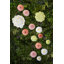 Maria Flor Centerpiece Daisy 18"