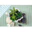 Succulent agave coquille en pot de fleurs