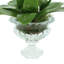 Orchids Arrangement in Vase