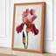 Iris in Rose Botanical - Wrapped Canvas-3448093-3448094