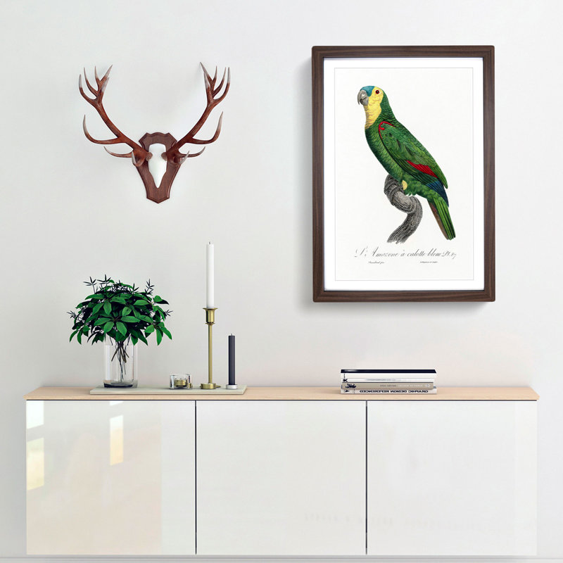 Blue Fronted Amazon Parrot by F. Levaillant - Picture Frame Graphic Art Print, Walnut Framed, 48cm H x 36cm W x 2cm D