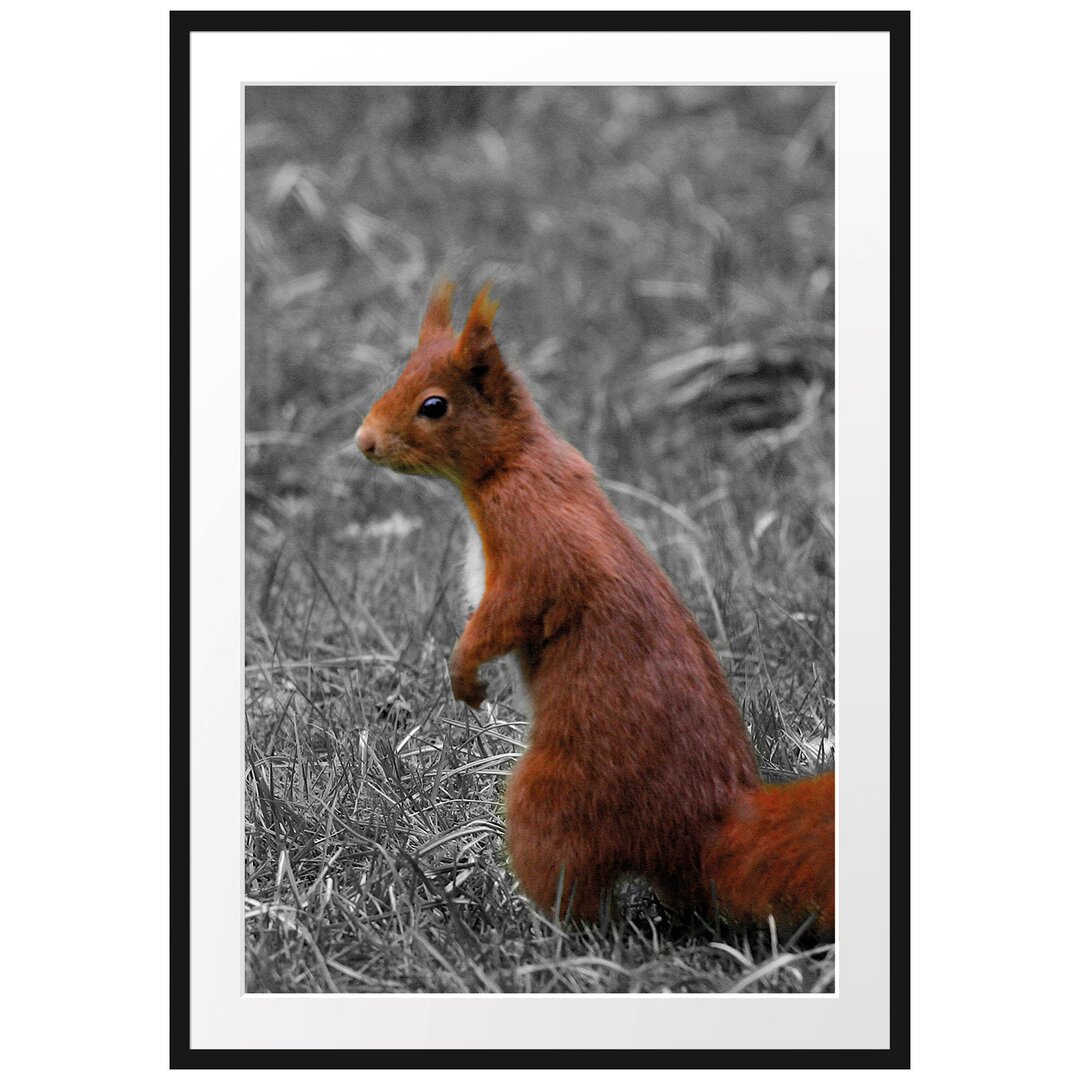 Gerahmtes Poster Eichhörnchen auf Boden