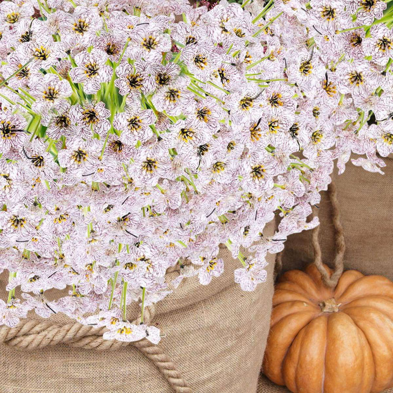 Arrangement violet, Blanc