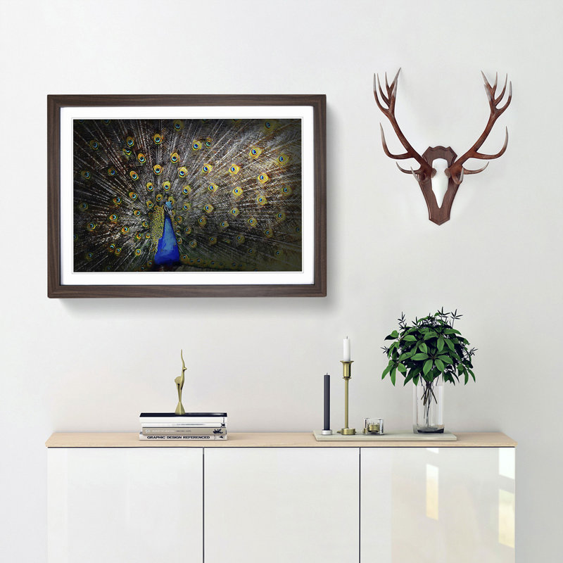 Peacock with Outstretched Feathers - Framed Print, 36cm H x 48cm W x 2cm D, Walnut Framed