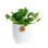 Devil's Ivy Pothos in Ceramic Planter