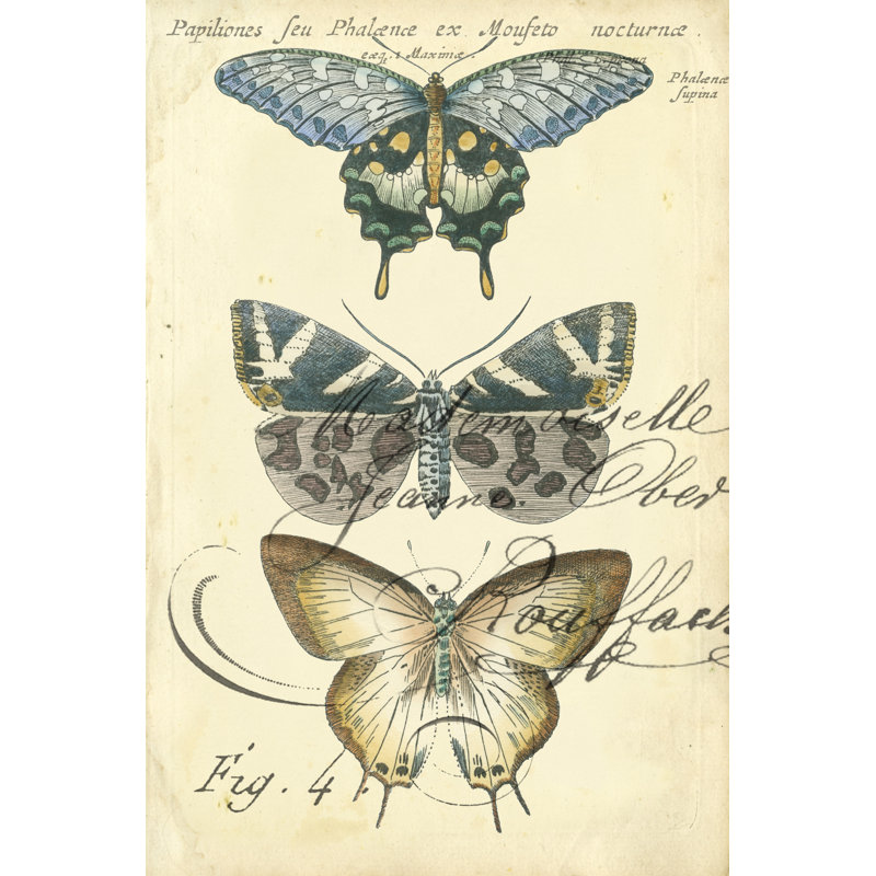 Butterfly Ephemera IV by Chariklia Zarris - Painting Print, 76cm H x 51cm W, Wrapped Canvas