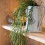 Plante usnea artificielle-1023420031
