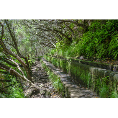 Forêt par Sjo