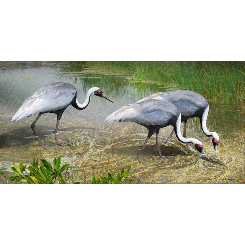 White Naped Cranes 1 Piece Wrapped Canvas Wall Art, 76 cm H x 152 cm W