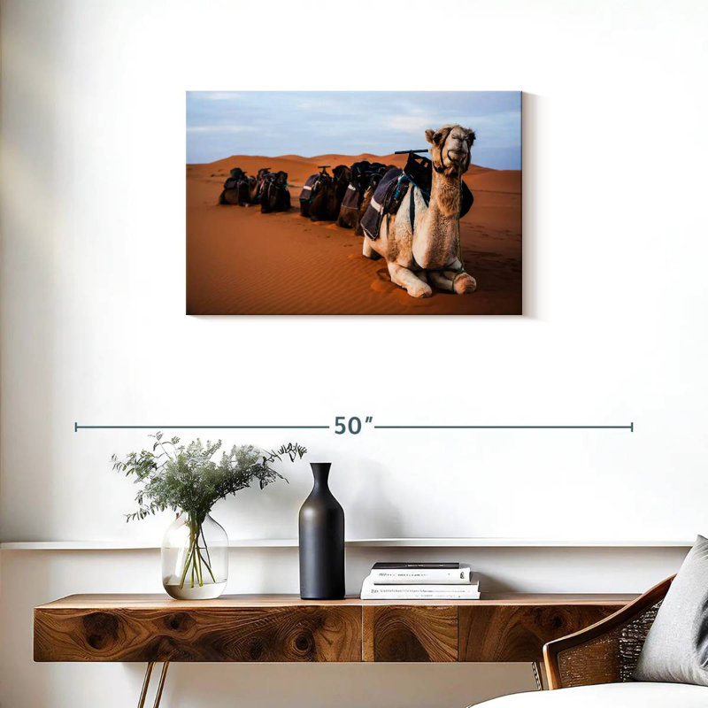Brampt Camels In Morocco