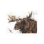 Chocolate Moose Painting by Altamura Stefano-26938809-26938815