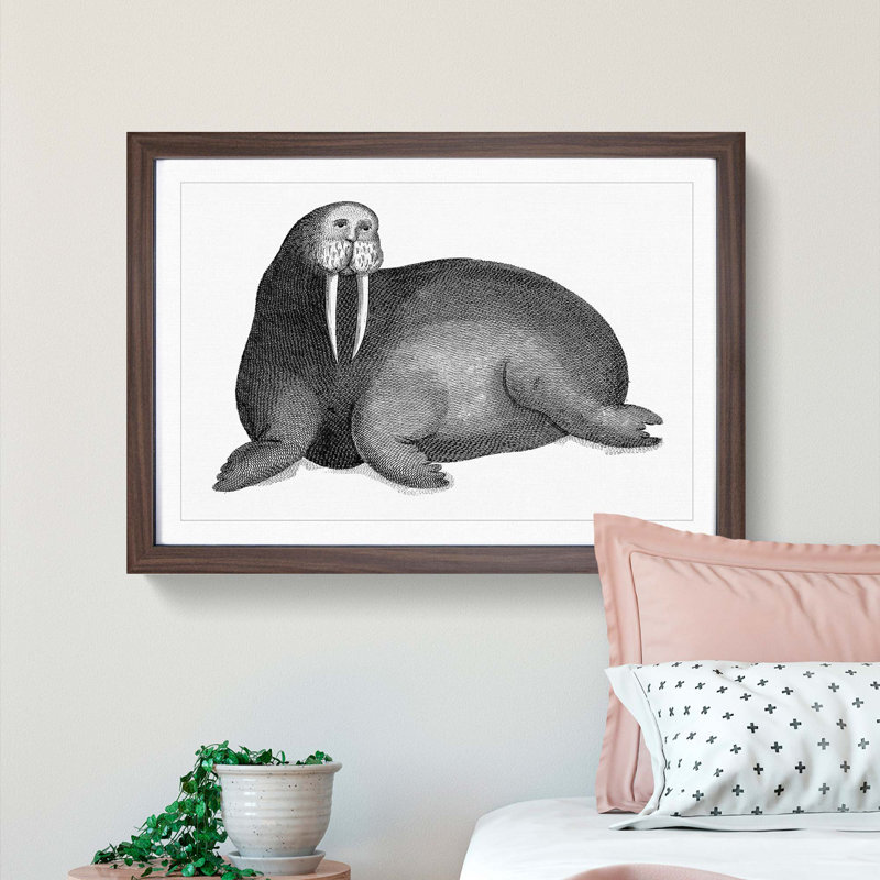 Walrus in Black & White by George Shaw - Picture Frame Drawing Print, Walnut Framed, 48cm H x 65cm W x 2cm D