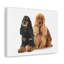 Cocker Spaniel Couple-463643137