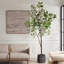 Figuier en pot Uttermost Eden