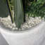 XL Commercial Artificial Plant Displays 150cm Faux Orchid Plant in Pot Liner-114785238