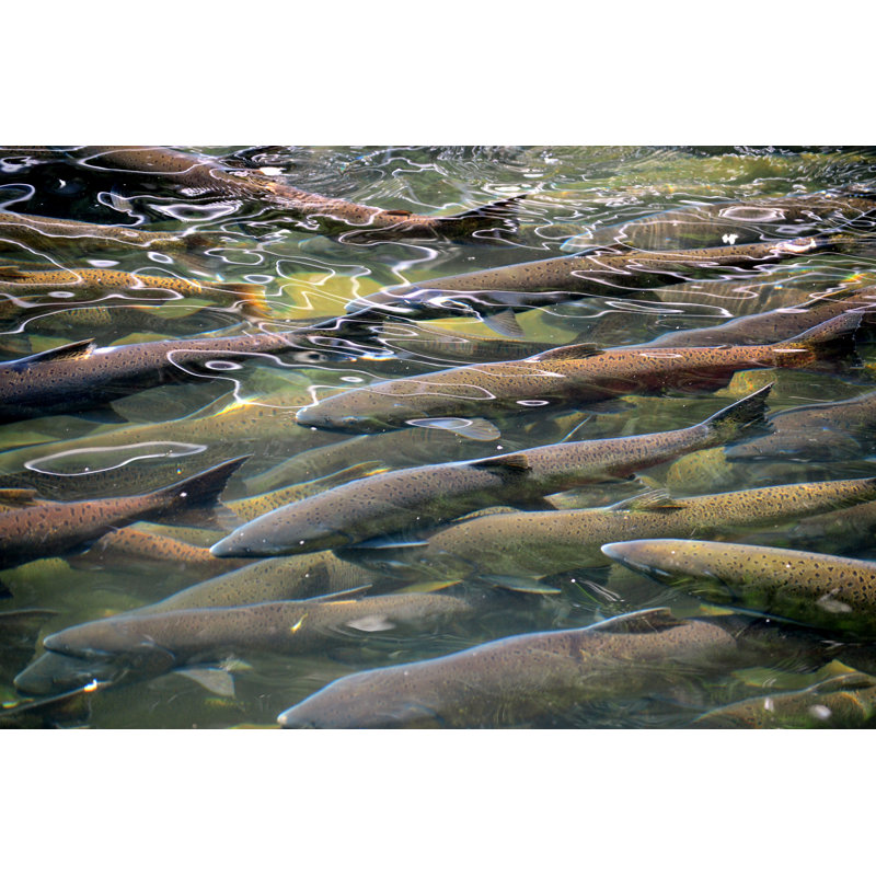 Salmon Run - Wrapped Canvas Print, 81cm H x 122cm W x 3.8cm D