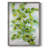 Ivy Framed Print - Solid Wood-491459276