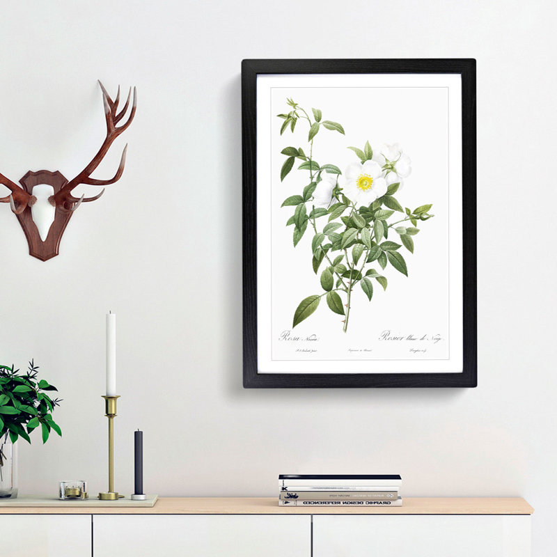 Cherokee Rose in White by Pierre-Joseph Redoute - Picture Frame Painting Print, Black Framed, 65cm H x 48cm W x 2cm D