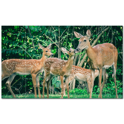 Photo de cerf 4,25 x 4,25