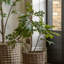 Potted Chinese White Olive Tree 3ft