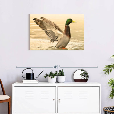 Canard colvert majestueux Brampt