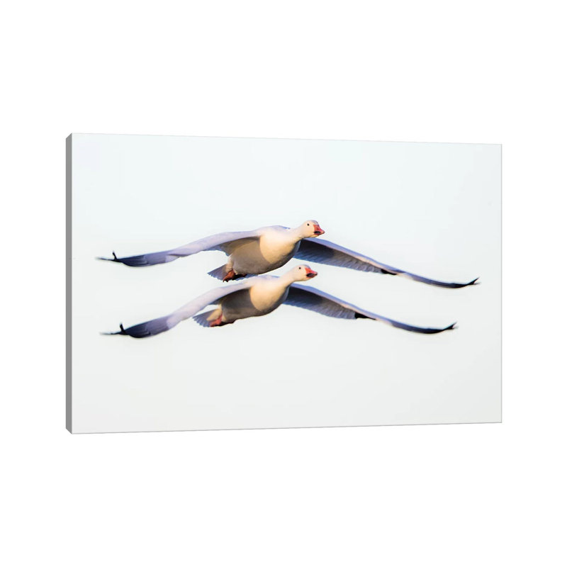 Two Snow Geese Flying Against Clear Sky, Soccoro, New Mexico, USA by Panoramic Images - Gallery-Wrapped Canvas Giclée on Canvas