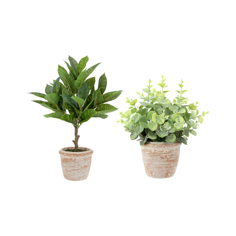 PLANT 2PK POT EUCALYPTUS 10IN CITRUS 16IN