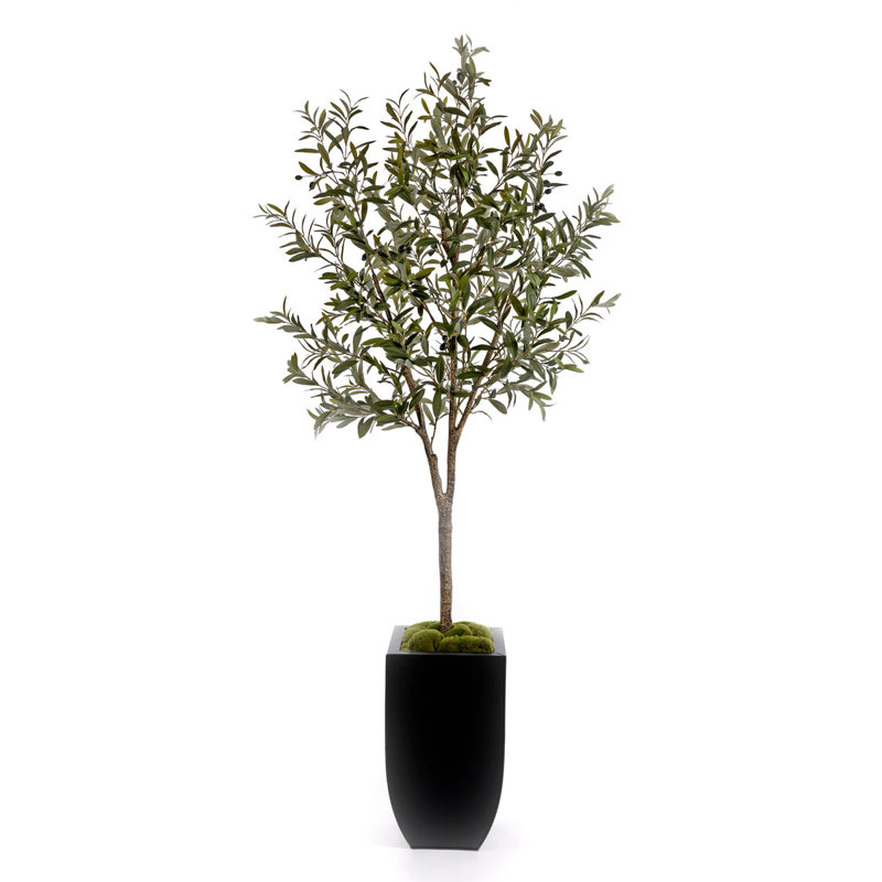80"H Olive Tree With Faux Moss In Black Tapered Tin Planter