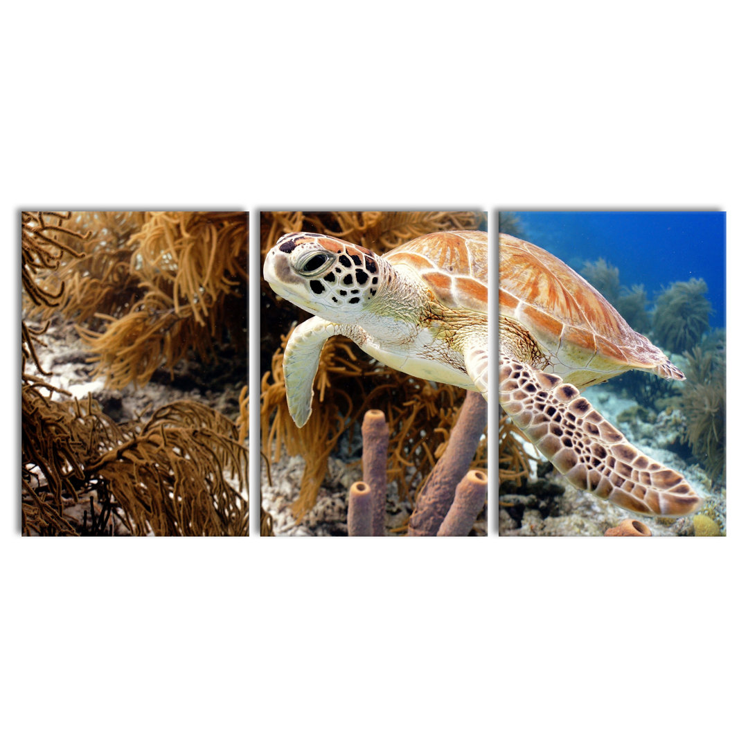 'Sea Turtle' Multi-Piece Image on Canvas