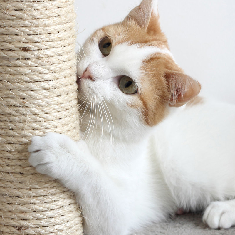 Gray Sisal Rope Cat Condo with Overhead Balcony