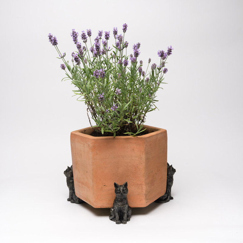 Pieds de jardinière couleur chat en bronze assis dans une boîte cadeau