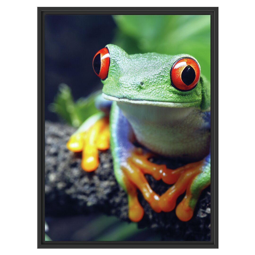 Gerahmtes Wandbild Rotaugenlaubfrosch auf Ast