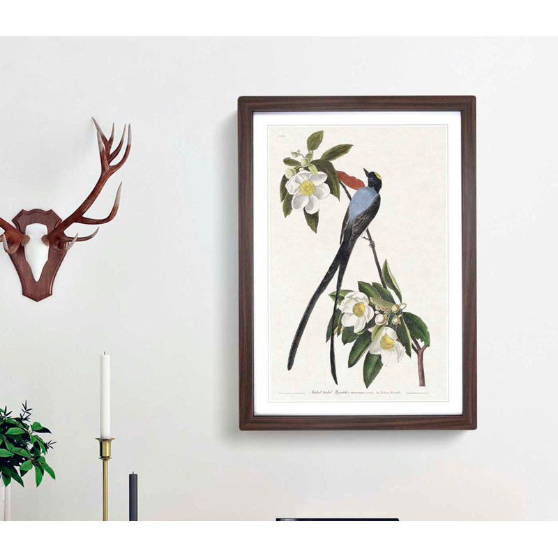 Fork-Tailed Flycatcher Bird by John Audubon - Framed Print, Walnut Framed, 36cm H x 27cm W x 2cm D