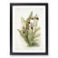 Magnolia Flowers Illustration Tab.61 by Frederick Sander - Picture Frame Art Print-55760934-55760935