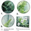Angileh Ferns Romantic Impression V - Print-301803489-301803490