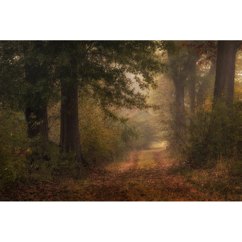 Autumn's Walk III by Danny Head - Photograph, 20cm H x 30cm W, Wrapped Canvas