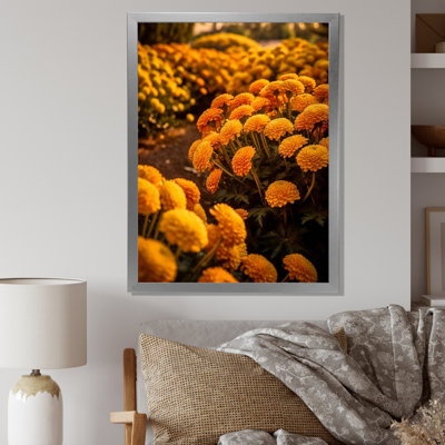" Yellow Chrysanthemums Field At Sunrise I "