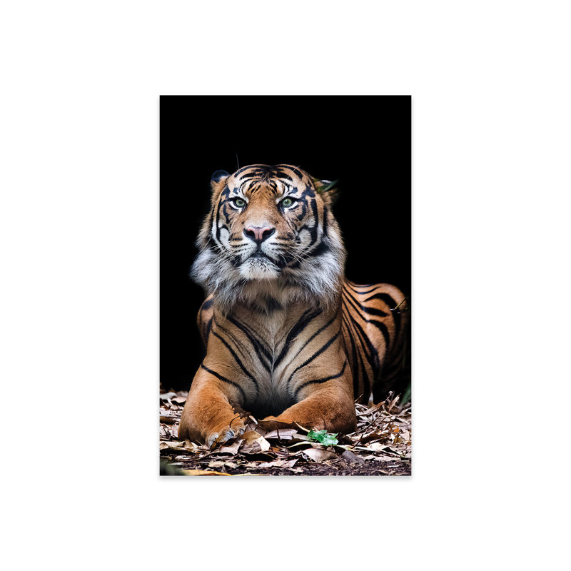 Hutan - Tigre de Sumatra sur plastique / acrylique par David Whelan