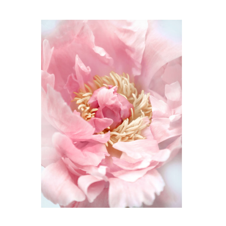 Trademark Art Blush Peony I On Canvas Print 