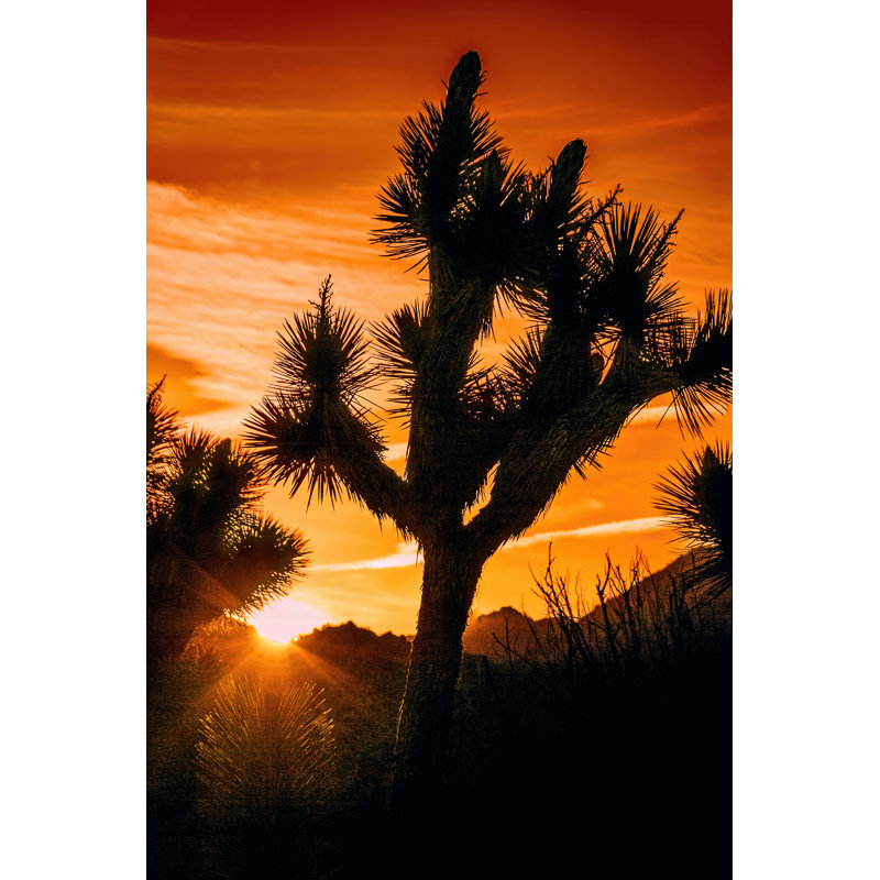 Vue de Joshua Tree V, H 12 po x l 8 po x P 1,25 po
