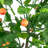 6.5' Potted Two Tone Apple Artificial Christmas Tree - Unlit