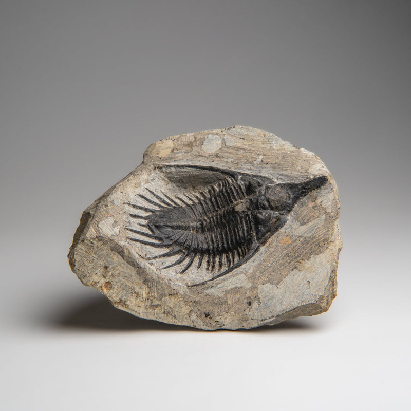 Psychopyge Trilobite On Matrix From Morocco (1.2 Grams)