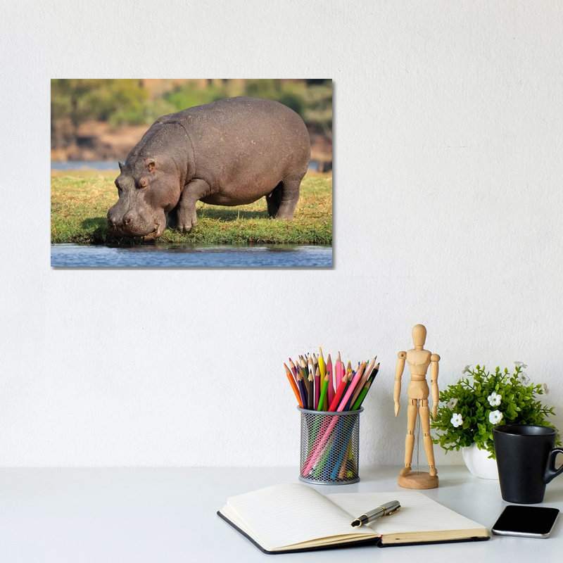 Hippopotamus Botswana by Mogens Trolle - Wrapped Canvas Print, 20.32 cm H x 30.48 cm W