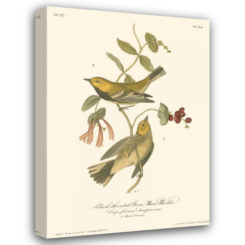 Art Direct Audubon, John James Gallery, art sur toile tendue, noir, vert, H 24 po x l 18 po