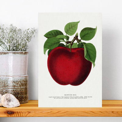 Mcintosh Red Apple Lithograph Retro Vintage Flower Fruit Wall Art