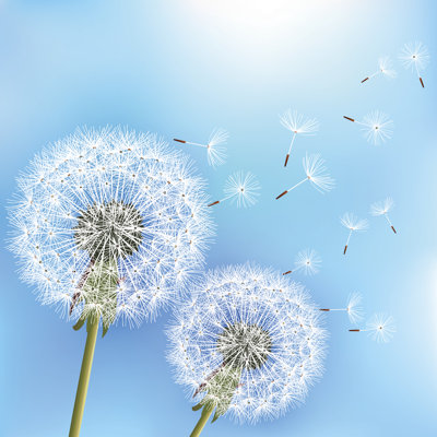 Birkan Dandelions - Wrapped Canvas Print