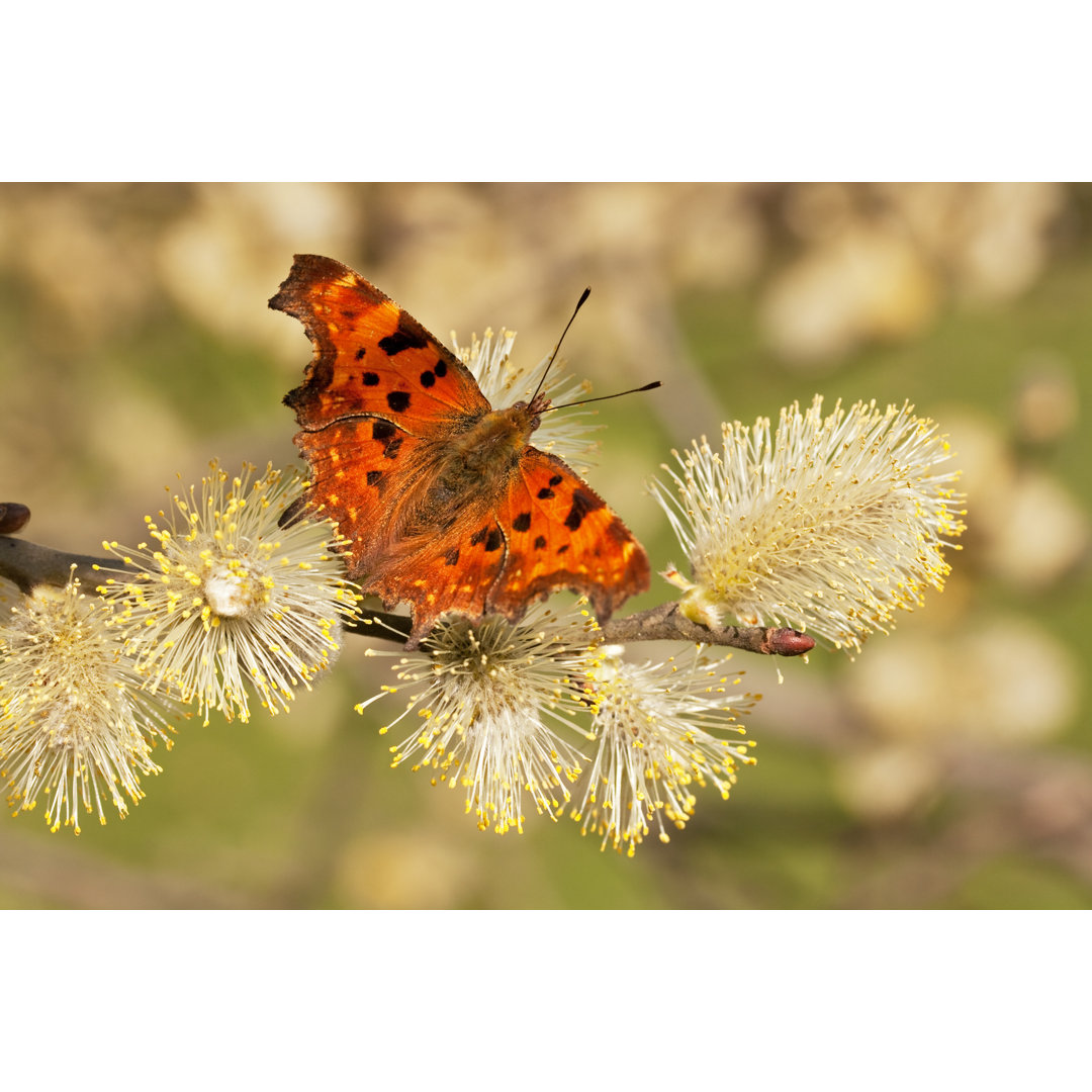 Leinwandbild Butterfly