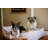 Geometric Cotton Pet Bed-326974865-326974867